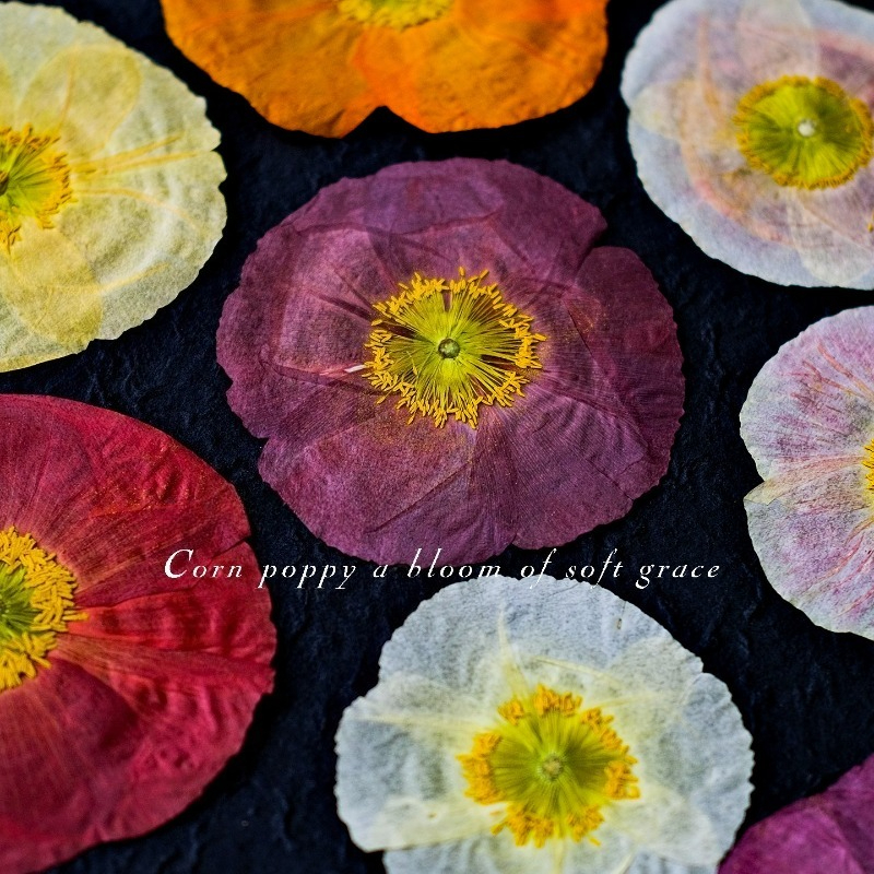 1pcs,Nature Field Poppy Presse - Resin Craft Ideas recension och pris