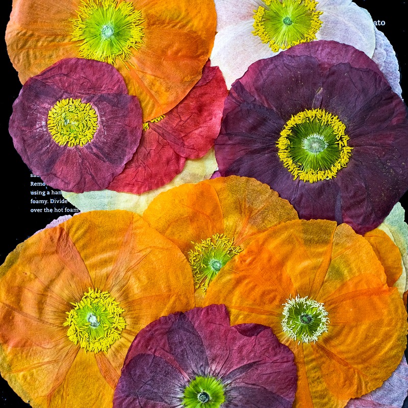 1pcs,Nature Field Poppy Presse - Resin Craft Ideas recension och pris