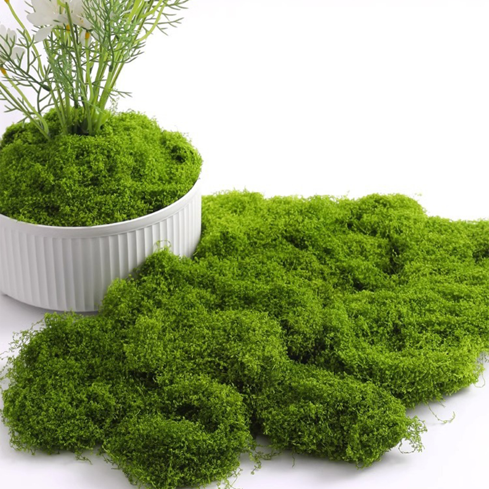 20/40/100g Eternal Life Moss D - Terrarium Moss Art recension och pris