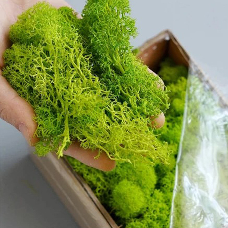 20/40/100g Eternal Life Moss D - Terrarium Moss Art recension och pris