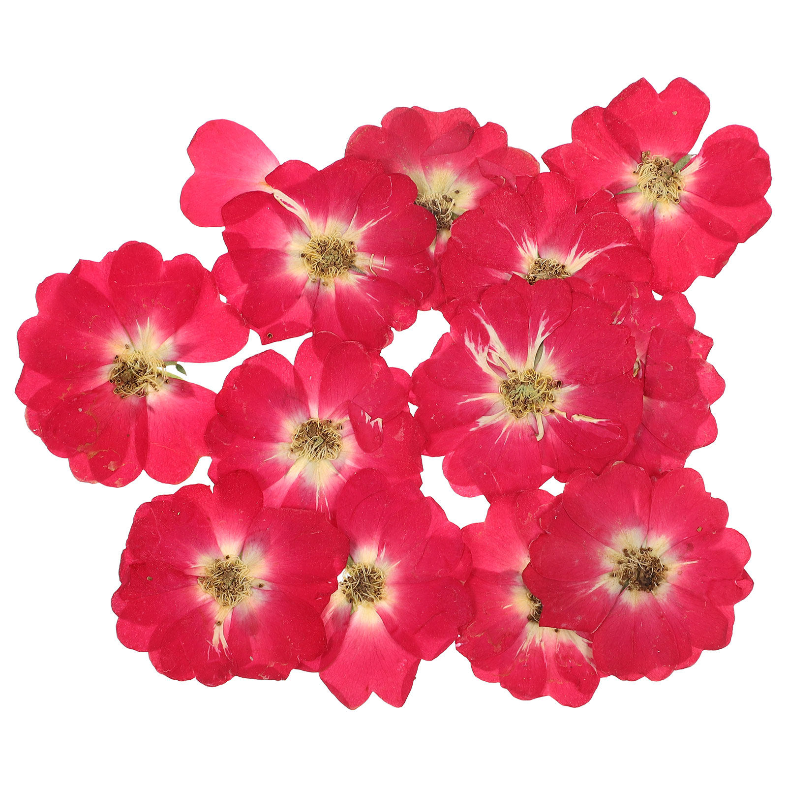 12Pcs Natural Dried Rose Press - Resin Craft Kit recension och pris