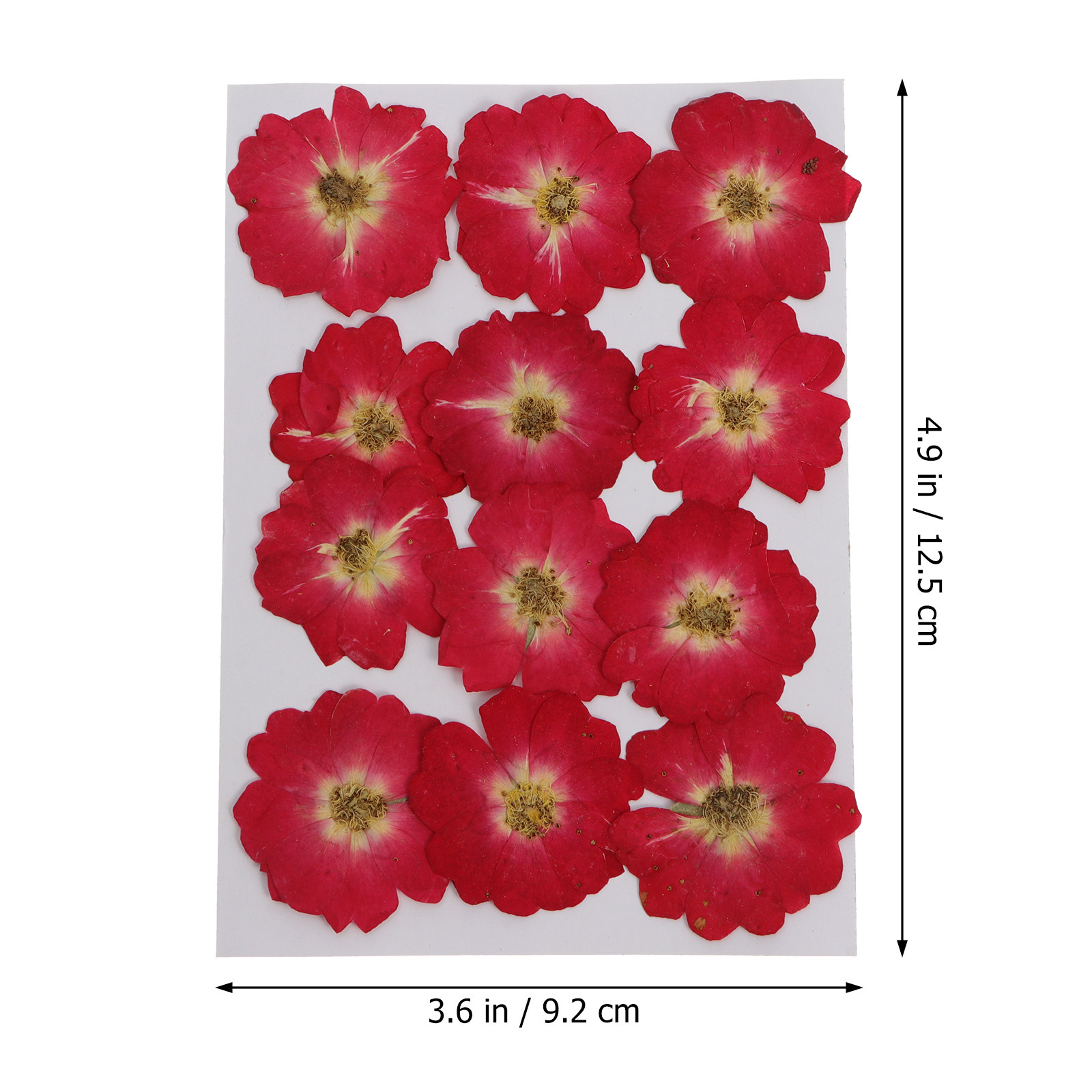 12Pcs Natural Dried Rose Press - Resin Craft Kit recension och pris