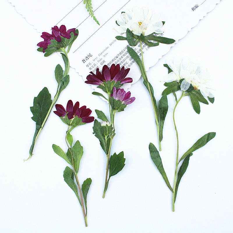 24pcs,Mini Chrysanthemum Press - Resin Craft Ideas recension och pris