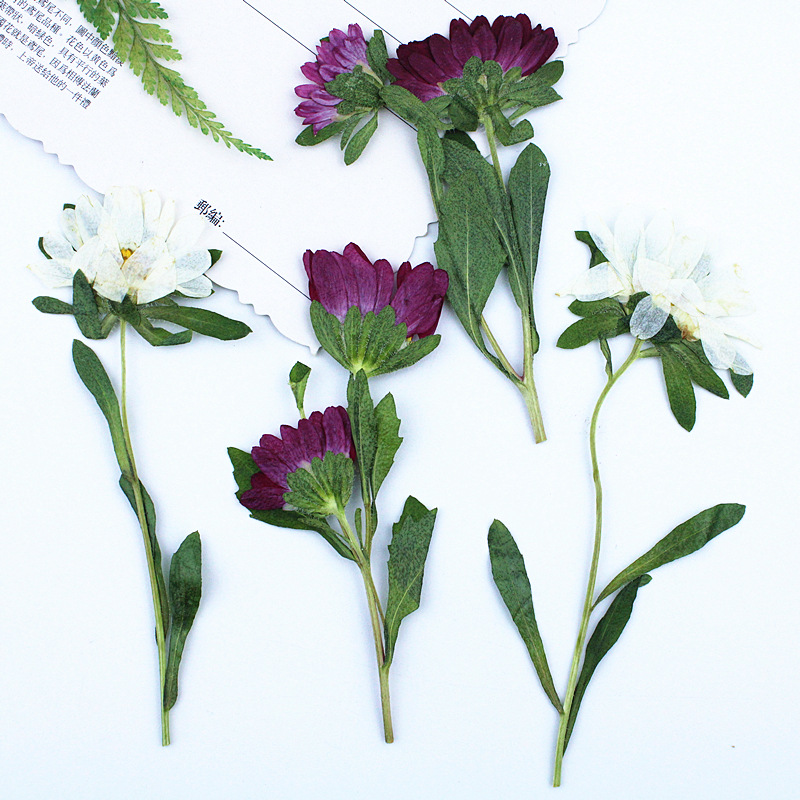 24pcs,Mini Chrysanthemum Press - Resin Craft Ideas recension och pris