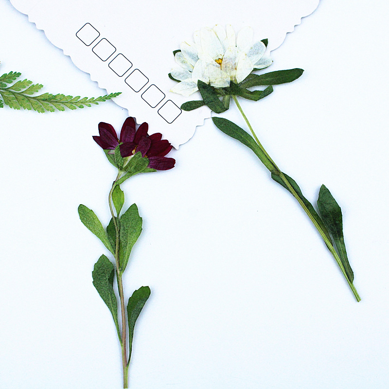 24pcs,Mini Chrysanthemum Press - Resin Craft Ideas recension och pris